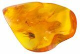 Four Detailed Fossil Flies (Diptera) In Baltic Amber #139059-5